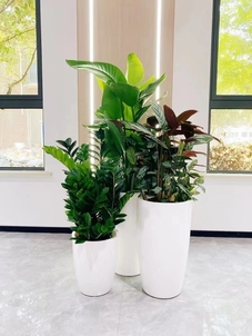 奉化盆景租摆公司