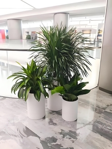 奉化花卉租摆：为空间增添别样生机与色彩